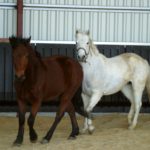deux-chevaux-un-blanc-et-unmarron-en-liberte-dans-le-mange-ecuries-nicolas-mergnac