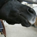 tete-cheval-noir-qui-sent-objectif-du-photographe-les-nasaux-avances-