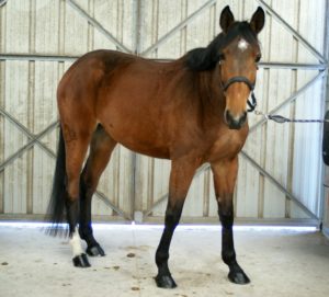 cheval-marron-debout-devant-portes-en-fer-ecuries-nicolas-mergnac-charente.