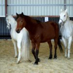 trois-chevaux-en-liberte-dans-le-manege-qui-courent-ecuries-nicolas-mergnac-nercillac.