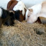 trois-tetes-de-poneys-qui-mangent-foin-dans-stabule-couleur-noir-marron-et-blanc-ecuries-nercillac-charente
