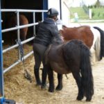 poneys-prest-pour-le-cours-ecuries-nicolas-mergnac-charent