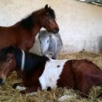 stabule-chevaux-couches-ecuries-nicolas-mergnac-nercillac-charente