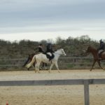 trois-chevaux-en-train-de-marcher-dans-la-clairiere-montes-par-des-cavaliers-ecuries-nicolas-mergnac-charente