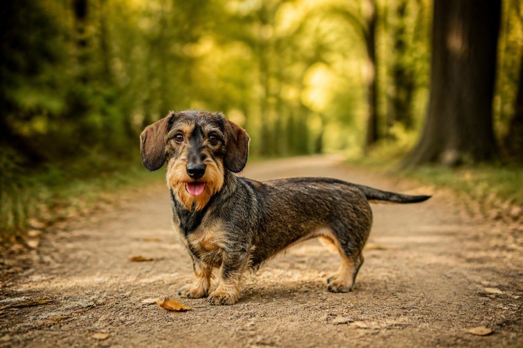 Teckel poil dur : tout savoir sur ce chien unique