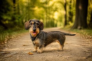 Teckel poil dur : tout savoir sur ce chien unique