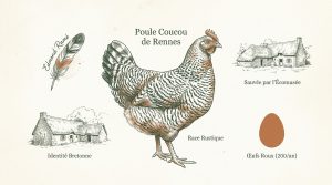 La poule coucou : guide complet sur cette race rustique
