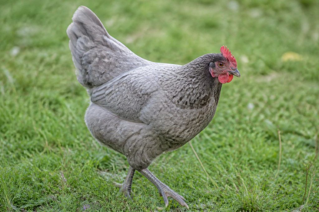 Tout savoir sur la poule grise : race pure ou hybride ?