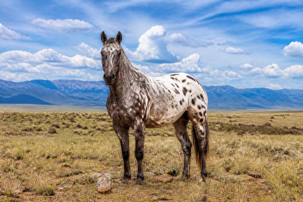 L'Appaloosa : origines, robes et aptitudes d'un cheval unique
