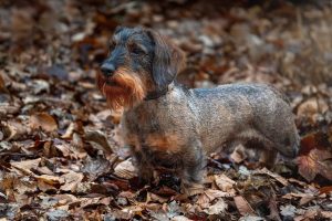 Teckel poil dur : tout savoir sur ce chien unique