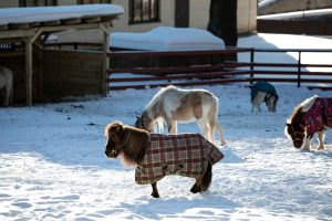 Assurer son cheval en 2026 : les garanties essentielles