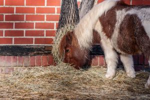 Adapter la ration de votre cheval : santé et performances