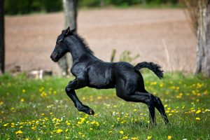Le Frison : allure, tempérament et soins, joyau néerlandais