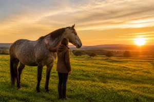 Gérer la fin de vie de ton cheval : démarches et options