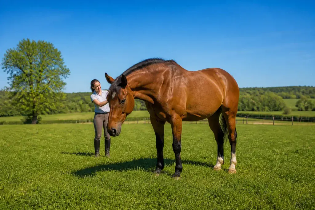 Cheval bai paisible dans un pre verdoyant
