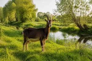 La chèvre poitevine : histoire, caractéristiques et élevage