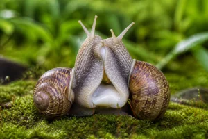 La reproduction des escargots : un cycle fascinant