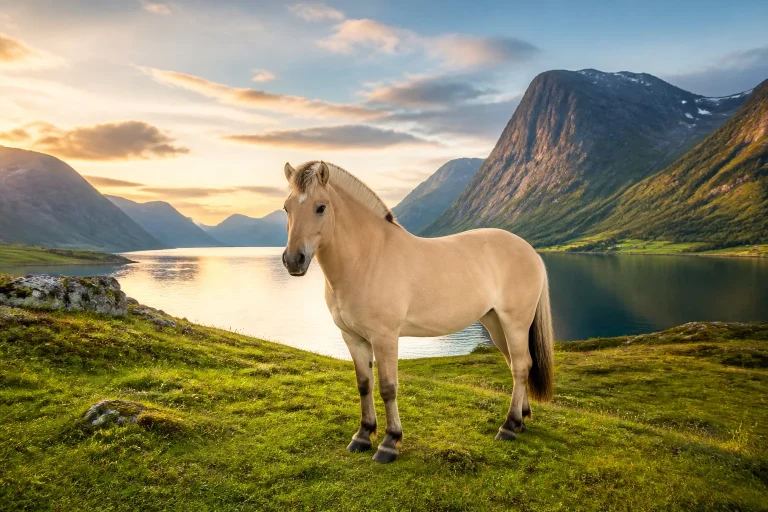 Le cheval Fjord : origines, caractéristiques et tempérament
