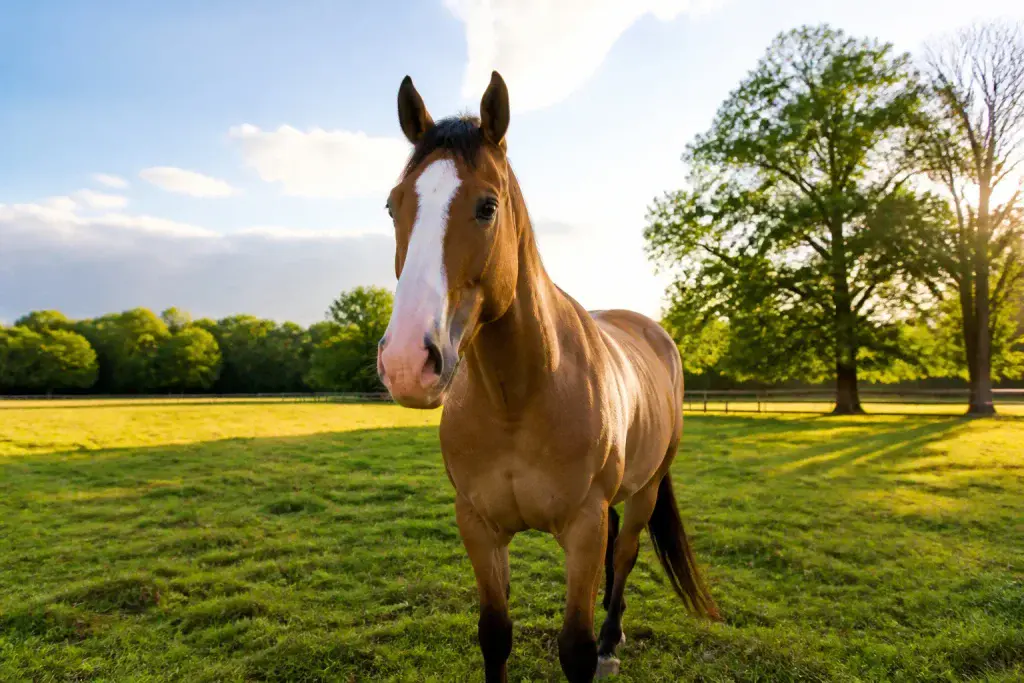 Cheval au soleil dans un pre verdoyant