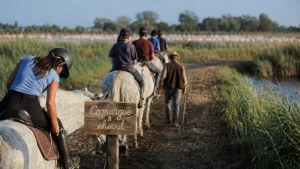 Balade à cheval en Camargue : choisir la bonne durée, le bon niveau et le bon itinéraire
