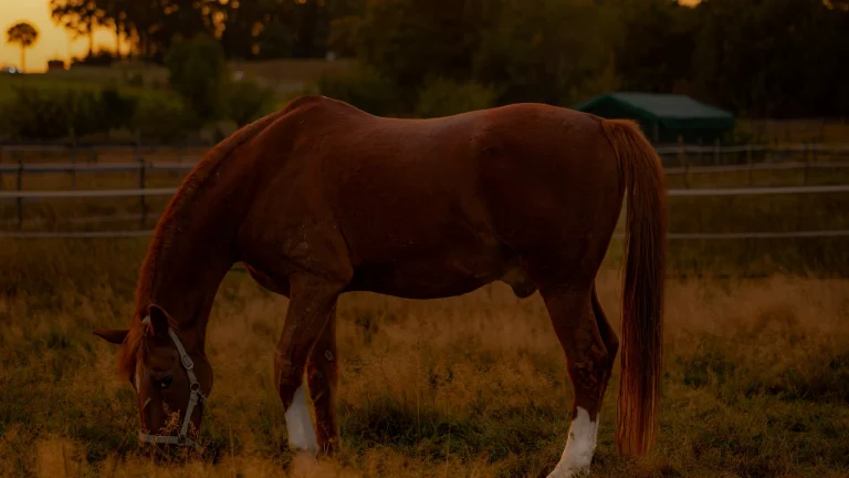 Dermite du cheval : signes, prévention au pré et soins