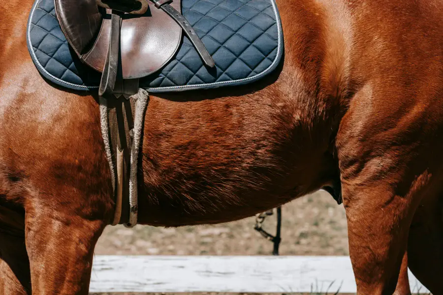 Selle posée sur le dos d'un cheval, vue de côté