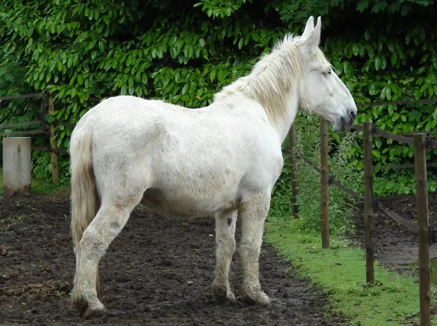Mule poitevine blanche au paddock, silhouette puissante et longues oreilles