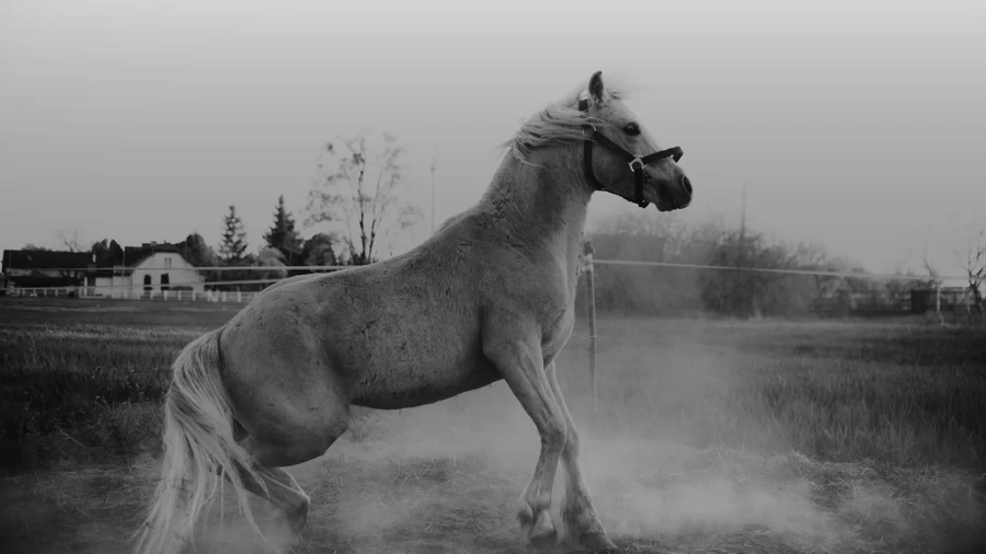 Étalon au paddock