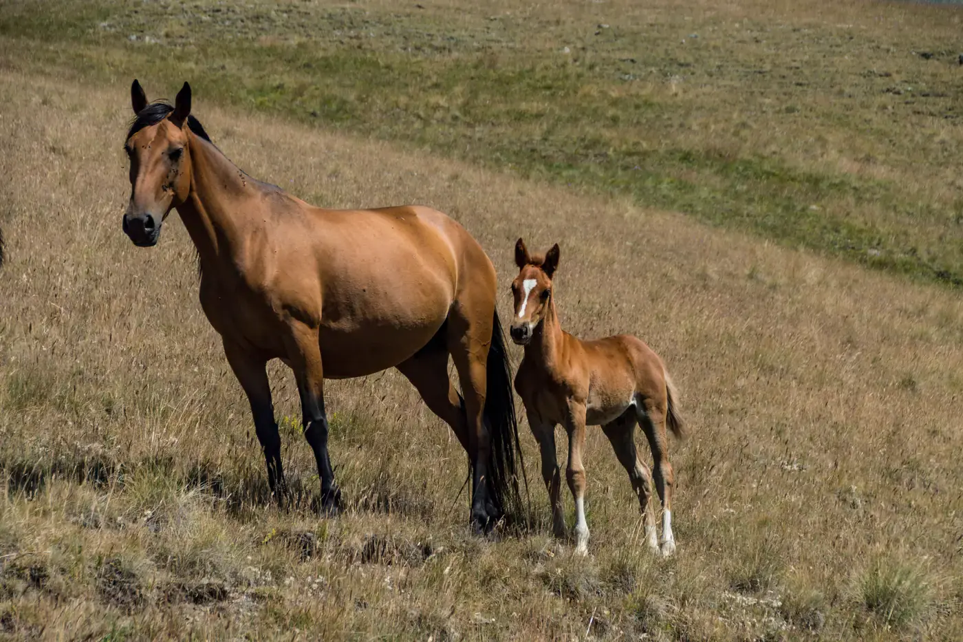 Jument baie et son poulain dans une prairie sèche