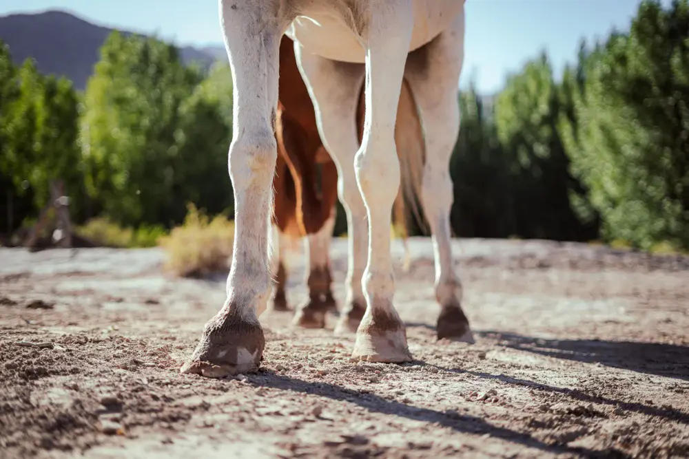 Pieds de chevaux sur un sol extérieur sec.