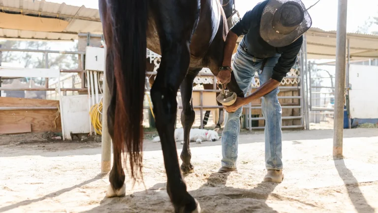 Automne et hiver : comment préparer les pieds de votre cheval à la saison humide