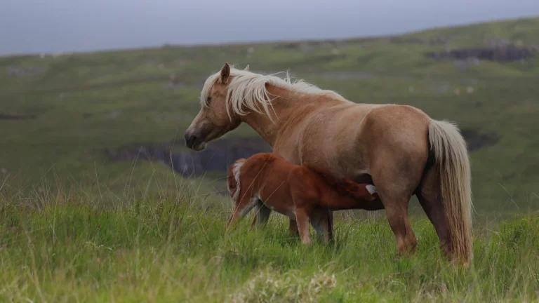 Verrue de cheval : papillome ou sarcoïde, que faire ?