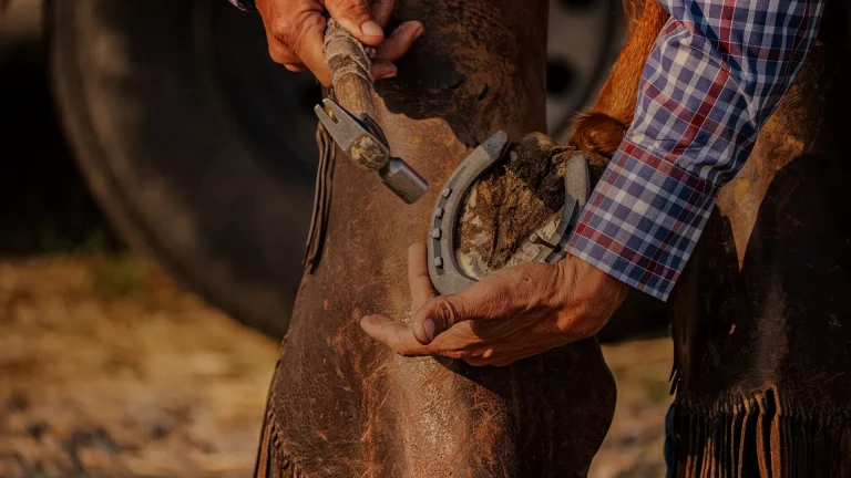 Seime du cheval : causes, soins et pousse de la corne