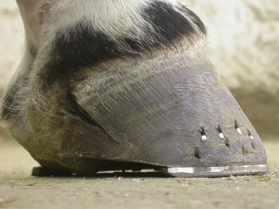 Seime sur le sabot d'un cheval ferré : fissure verticale partant de la couronne