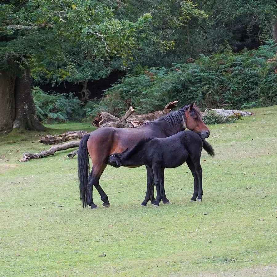 Jument baie de race New Forest allaitant son poulain noir dans une prairie